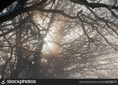 A misty winter&rsquo;s dawn seen through tree branches