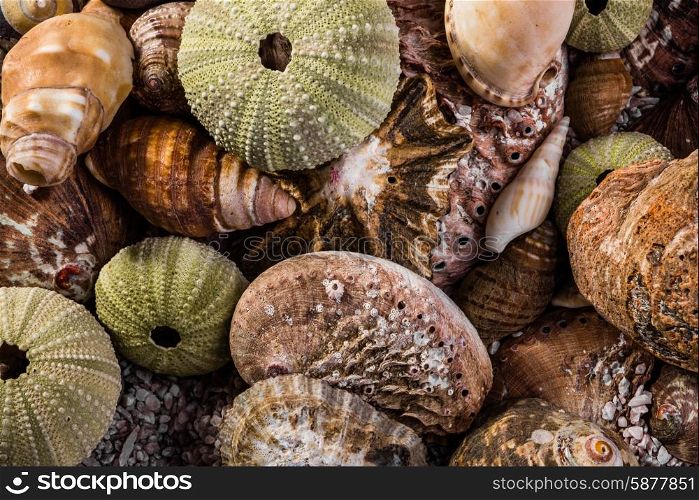 A mix of different kinds of seashells, some brown, ans some green, lie together as they are viewed up close.