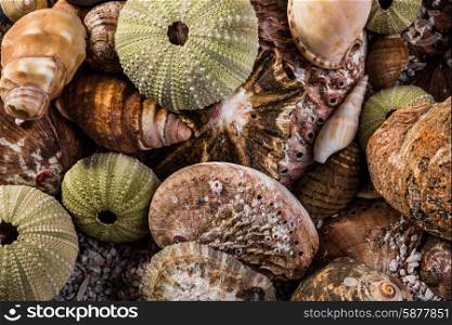 A mix of different kinds of seashells, some brown, ans some green, lie together as they are viewed up close.