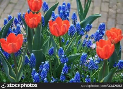 A mix of orange tulips and blue common hyacints