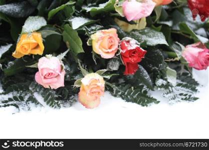 A mixed rose bouquet in the snow, yellow, pink and red