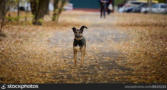 A mongrel dog stands in the middle of an alley in an autumn park, day