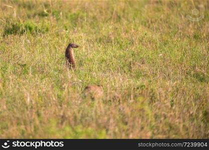 A mongus in the grass landscape between the bushes. A cheetah in the grass landscape between the bushes