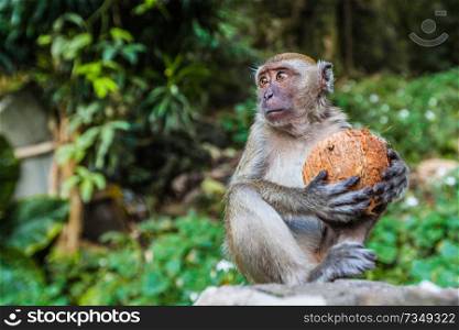A monkey eating a coconut in tropical forest. Monkey eating a coconut