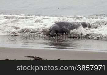 A montage of 5 shots featuring elephant seals on the shore in California