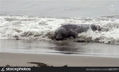 A montage of 5 shots featuring elephant seals on the shore in California