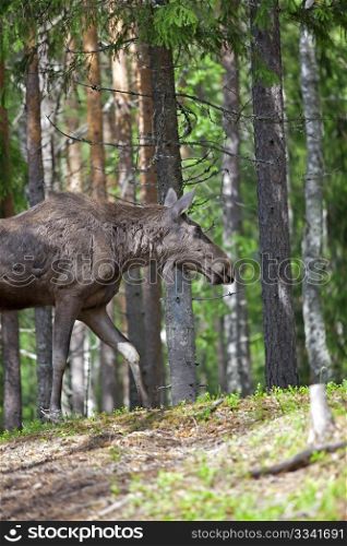 A moose walking in a Norwegian forest
