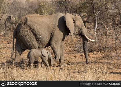 A mother and a baby elephant wandering in the grasslands of South Africa&rsquo;s Pilanesberg National Park
