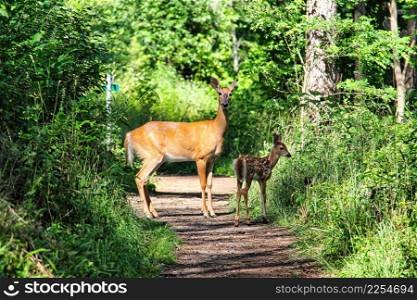 A mother deer and her fawn crossing woods trail