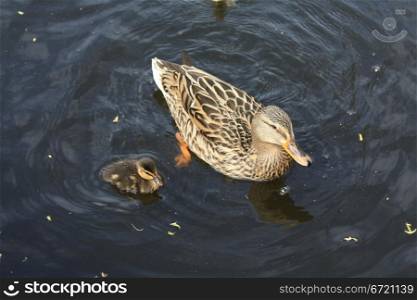 A mother duck and a small duckling