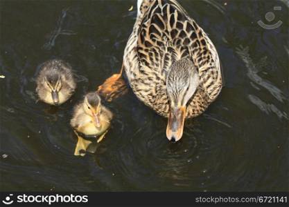 A mother duck and two small ducklings
