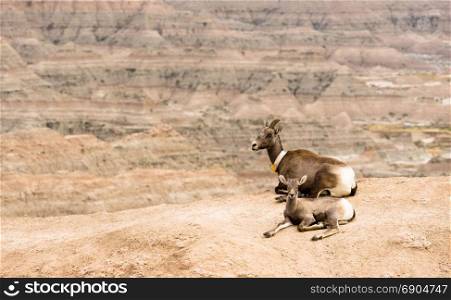 A mother mountain sheep and her calf rests in a spot in the South Dakota Badlands