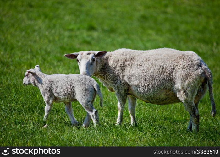 A mother sheep, a ewe, with her lamb in a green pasture