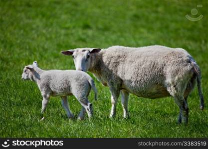 A mother sheep, a ewe, with her lamb in a green pasture