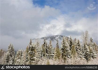 A mountain and fir trees