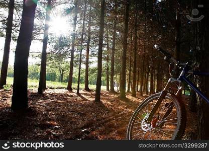 A mountain bike parking in a pine woods