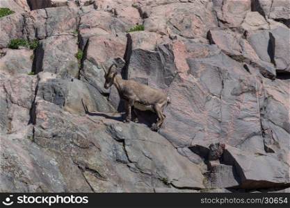 A mountain goat on the side of a hill&#xA;