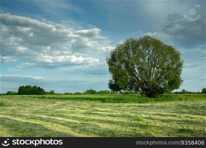 A mowed meadow and a large willow, June day, eastern Poland