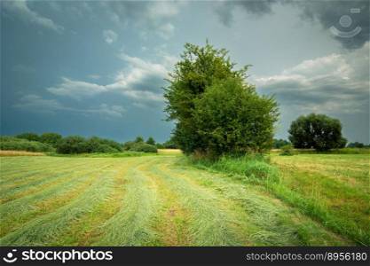 A mowed meadow with bushes and a cloudy sky, summer day in eastern Poland