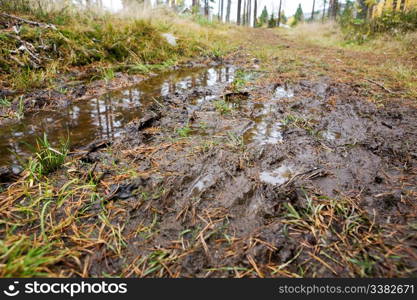 A mud puddle on a forest path