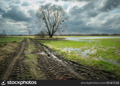 A muddy road and a wet meadow with a tree, spring day