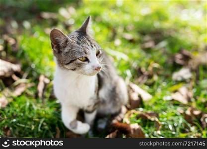A multi-colored gray cat basking in the autumn sun while sitting in the park on the grass. Bright sun. A multi-colored gray cat basking in the autumn sun while sitting in the park on the grass. Bright sun.