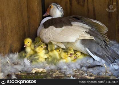 A Muscovy Duck On A Nest With Her Newly Hatched Ducklings
