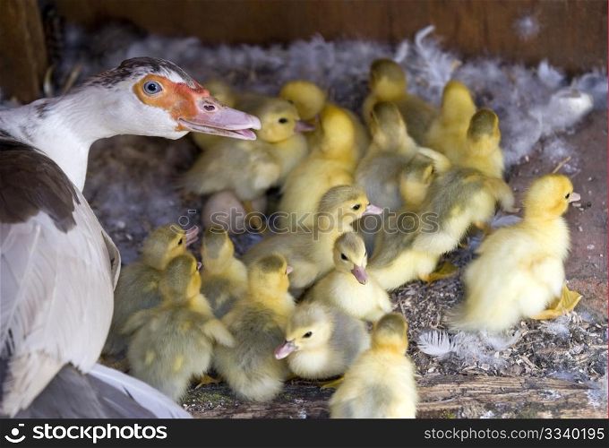 A Muscovy Duck With Her Ducklings