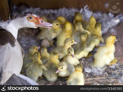 A Muscovy Duck With Her Ducklings