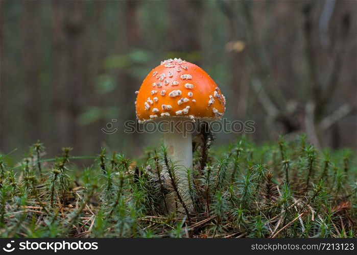 A mushroom with a red spotted hat grows in a forest among moss, photo taken in summer, afternoon in the forest, close-up, blurred background. Amanita poisonous mushroom