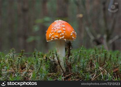 A mushroom with a red spotted hat grows in a forest among moss, photo taken in summer, afternoon in the forest, close-up, blurred background. Amanita poisonous mushroom