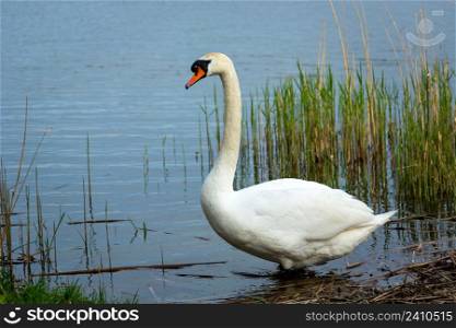A mute swan stands on the shore of a lake, Stankow, Lubelskie, Poland