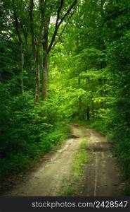 A mysterious dirt road through a green dense forest, spring view