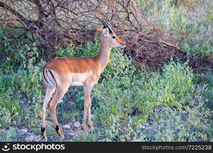 A native species of antelope in the meadow. Native species of antelope in the meadow