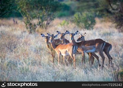 A native species of antelope in the meadow. Native species of antelope in the meadow