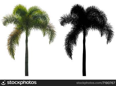 A natural arceanut or betel palm tree with black alpha mask isolated on white background.