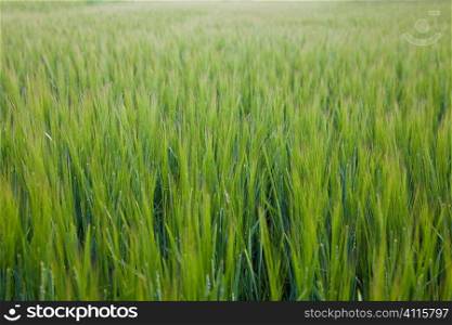 A natural background shot of a field of green barley