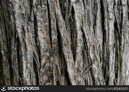 A natural background with the texture of the bark of a real tree, which will definitely help you in your business. The perfect background for your text.. Natural background with the texture of the bark of a real tree.