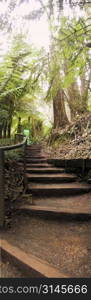 A natural looking path and nature walk.