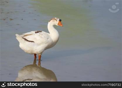 A Natural white duck standing and looking for food on green pond.