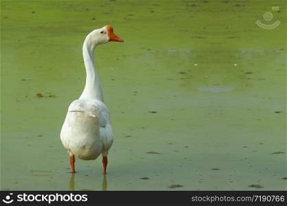A Natural white duck standing and looking for food on green pond.