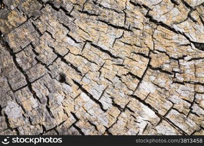 A nature abstract created from the cross-section of an old driftwood stump where the cracks generally radiate outwards from the center over the tree rings.