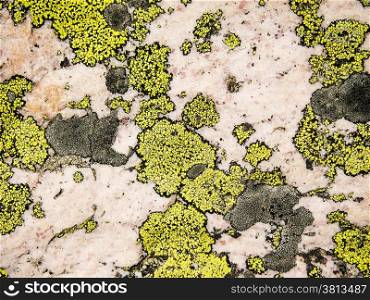 A nature abstract of bright yellow lichen on a rose quartz background as seen near Sentinal Pass in Banff National Park.