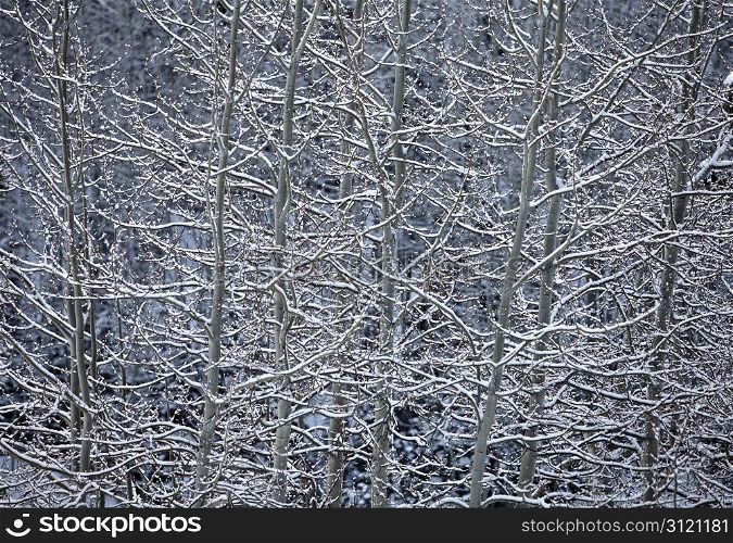 A nature abstract showing sunlight reflecting off snow covered branches of aspen trees in a winter landscape near Snowmass, Colorado.