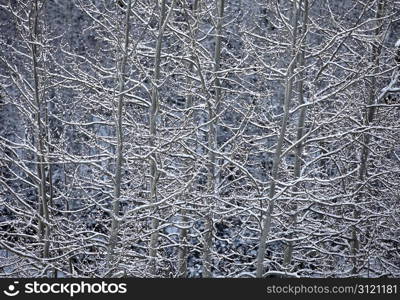 A nature abstract showing sunlight reflecting off snow covered branches of aspen trees in a winter landscape near Snowmass, Colorado.