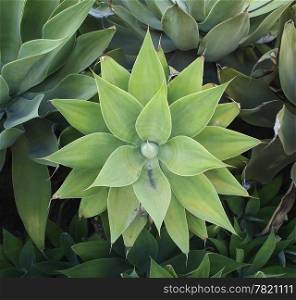 A nearly symmetrical agave plant in a garden in California.
