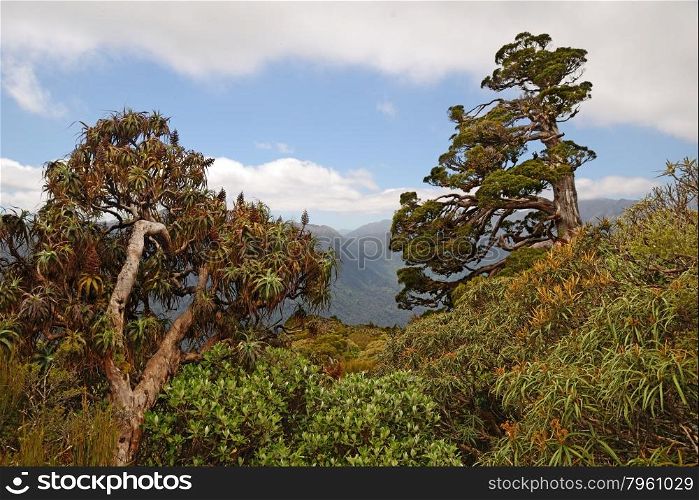 A New Zealand Cedar dominate the horizon in a patch of alpine native forest in Westland. Libocedrus bidwillii are variously called P?hautea, Kaikawaka or New Zealand cedar.