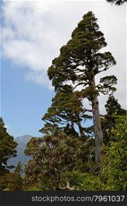 A New Zealand Cedar dominates a patch of alpine native forest in Westland. Libocedrus bidwillii are variously called P?hautea, Kaikawaka or New Zealand cedar.