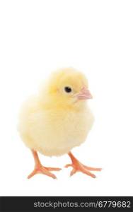 A newborn baby chick on white background.