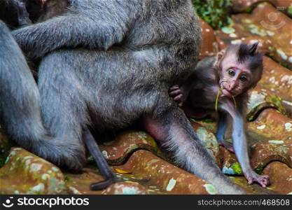 A newborn baby monkey learns to crawl in the Monkey Temple in Ubud, Bali, Indonesia